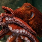 Гигантский тихоокеанский осьминог