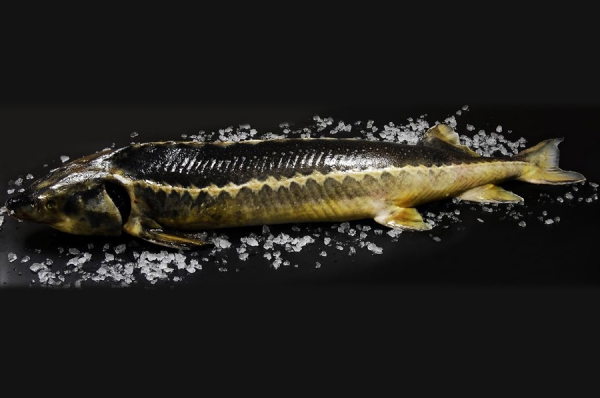 Осетровые виды рыбы